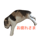 ねこまりさりちぃ（個別スタンプ：16）