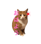 おじぷさんファミリー（個別スタンプ：9）