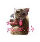 茶トラ女子部 2（個別スタンプ：1）
