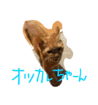 茶トラ女子部 2（個別スタンプ：2）