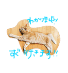 茶トラ女子部 2（個別スタンプ：5）