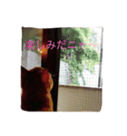 茶トラ女子部 2（個別スタンプ：7）