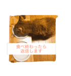 茶トラ女子部 2（個別スタンプ：8）