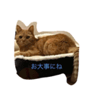 茶トラ女子部 2（個別スタンプ：9）
