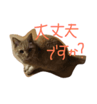 茶トラ女子部 2（個別スタンプ：11）