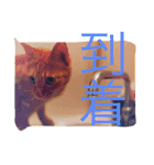 茶トラ女子部 2（個別スタンプ：14）