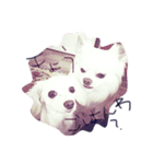 chloe and TONY（個別スタンプ：5）