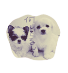 chloe and TONY（個別スタンプ：6）