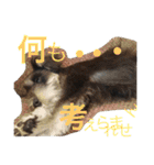 小太郎と龍（個別スタンプ：31）