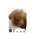 silly cutebi（個別スタンプ：1）