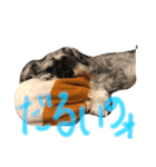 モフモフs＊A❷（個別スタンプ：2）