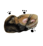 キジトラにゃんこ「チペ」パート2（個別スタンプ：4）