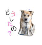 カイトくんのスタンプ（個別スタンプ：7）