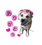 カイトくんのスタンプ（個別スタンプ：8）