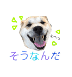 カイトくんのスタンプ（個別スタンプ：11）