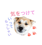 カイトくんのスタンプ（個別スタンプ：12）