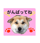 カイトくんのスタンプ（個別スタンプ：15）
