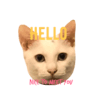 Adorable kitten（個別スタンプ：1）