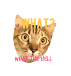 Adorable kitten（個別スタンプ：2）