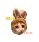 Adorable kitten（個別スタンプ：3）