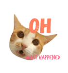 Adorable kitten（個別スタンプ：7）