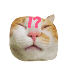 Adorable kitten（個別スタンプ：8）