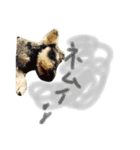 モフモフs＊A.（個別スタンプ：1）