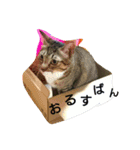 じゅーちゃんとみぃ（個別スタンプ：6）