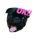 blackpug bubu（個別スタンプ：1）