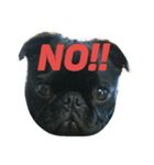 blackpug bubu（個別スタンプ：2）