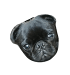 blackpug bubu（個別スタンプ：3）