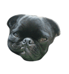 blackpug bubu（個別スタンプ：4）