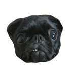 blackpug bubu（個別スタンプ：5）