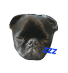 blackpug bubu（個別スタンプ：6）