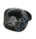 blackpug bubu（個別スタンプ：8）