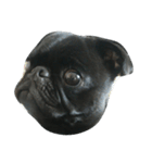 blackpug bubu（個別スタンプ：9）