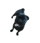 blackpug bubu（個別スタンプ：10）