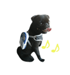 blackpug bubu（個別スタンプ：12）