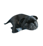 blackpug bubu（個別スタンプ：13）