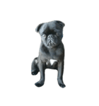 blackpug bubu（個別スタンプ：15）