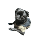 blackpug bubu（個別スタンプ：16）