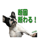 フレンチブルドッグのモモ【日常】（個別スタンプ：7）