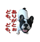 フレンチブルドッグのモモ【日常】（個別スタンプ：8）