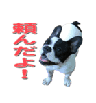 フレンチブルドッグのモモ【日常】（個別スタンプ：9）