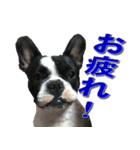 フレンチブルドッグのモモ【日常】（個別スタンプ：11）