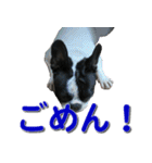 フレンチブルドッグのモモ【日常】（個別スタンプ：13）