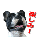 フレンチブルドッグのモモ【日常】（個別スタンプ：15）