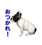 フレンチブルドッグのモモ【日常】（個別スタンプ：18）