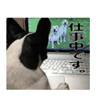 フレンチブルドッグのモモ【日常】（個別スタンプ：21）