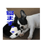 フレンチブルドッグのモモ【日常】（個別スタンプ：22）